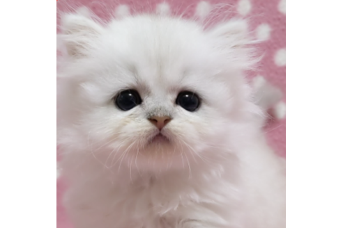 チンチラの子猫